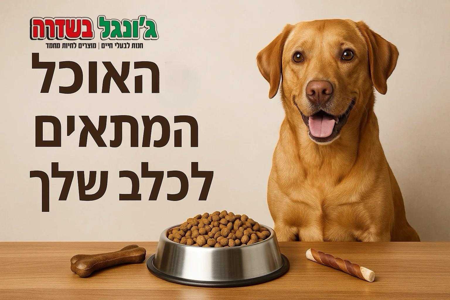 תמונת כלב אוכל